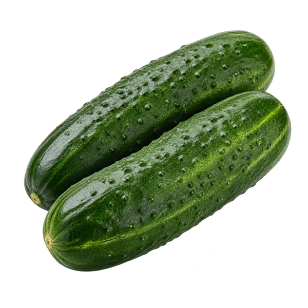 Qajaar